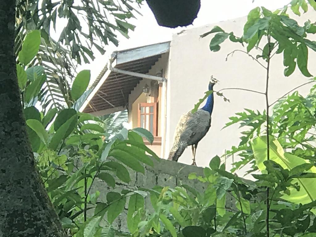 Mount Nature Villa Hikkaduwa Oda fotoğraf