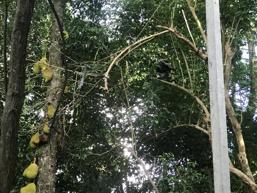 Mount Nature Villa Hikkaduwa Oda fotoğraf